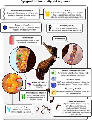 Genome rearrangements, male pregnancy and immunological tolerance – the curious case of the syngnathid immune system